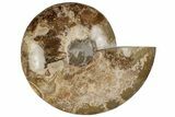 Choffaticeras (Daisy Flower) Ammonite Half - Madagascar #199244-2